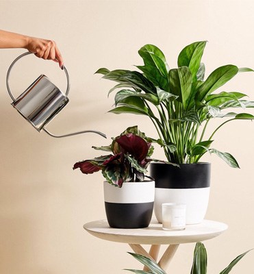 Indoor Planters